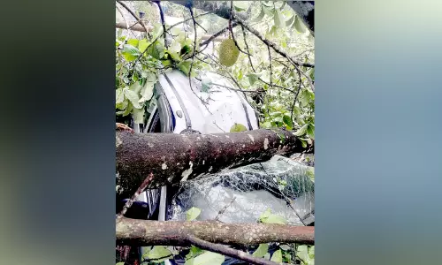 മരം വീണ് കാർ തകർന്നു മരം വീണ് കാർ തകർന്നു