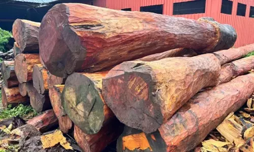 ഒരൊറ്റ തടിക്ക് ലഭിച്ചത് ലക്ഷങ്ങൾ! ചാലിയം ഡിപ്പോയിൽ തേക്ക് തടിക്ക് റെക്കോർഡ് വില...