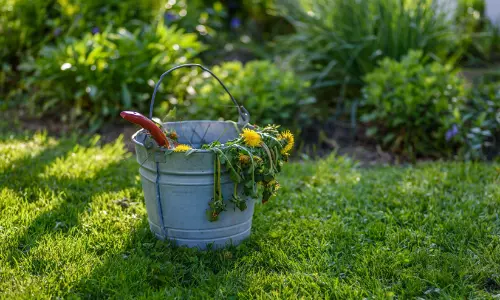 ചുട്ടുപൊള്ളുന്ന വേനൽ; വീടിന് ചുറ്റുമുള്ള പച്ചപ്പിനെ കാക്കാം, ശ്രദ്ധിക്കേണ്ട കാര്യങ്ങൾ