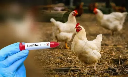 കേരളത്തിൽ വീണ്ടും പക്ഷിപ്പനി: വൈക്കം നഗരസഭ ഉൾപ്പെടെ ഏട്ട് തദ്ദേശ സ്ഥാപന മേഖലകളിലും നിയന്ത്രണം കേരളത്തിൽ വീണ്ടും പക്ഷിപ്പനി: വൈക്കം നഗരസഭ ഉൾപ്പെടെ ഏട്ട് തദ്ദേശ സ്ഥാപന മേഖലകളിലും നിയന്ത്രണം