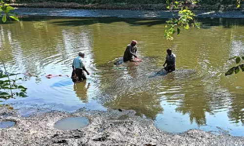 കുളങ്ങളിൽ വെള്ളം കുറഞ്ഞു; മീൻപിടിത്ത ലഹരിയിൽ നാട്