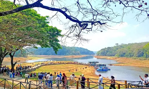 തേക്കടി തടാകം വറ്റുന്നു; ബോട്ട് സവാരി പ്രതിസന്ധിയിൽ