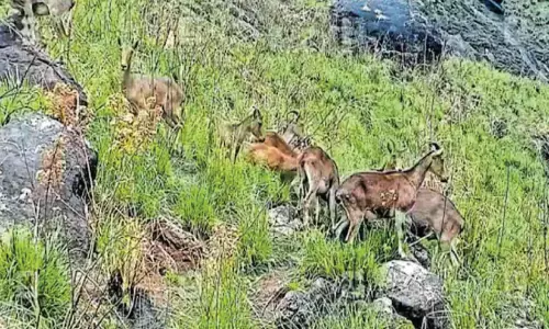 കൈയേറ്റ മാഫിയ മലയിറങ്ങി; ചൊക്രമുടി കൈയടക്കി വരയാടുകൾ