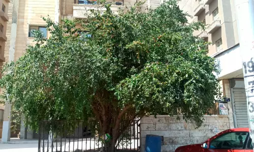 രുചിയൊരുക്കി ഇലന്തപ്പഴങ്ങൾ