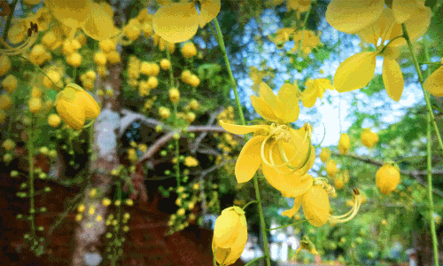 കണിക്കൊന്ന