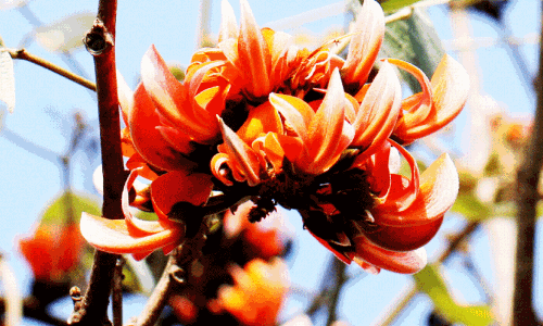 ചമത എന്ന വനജ്വാല