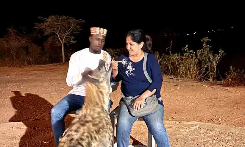 ലേഖിക കഴുതപ്പുലിക്ക് ഭക്ഷണം നൽകുന്നു