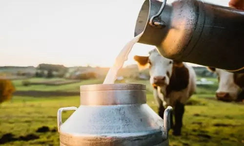 ചൂട് കനത്തു; ജില്ലയിൽ പാലുൽപാദനം കുറയുന്നു ചൂട് കനത്തു; ജില്ലയിൽ പാലുൽപാദനം കുറയുന്നു