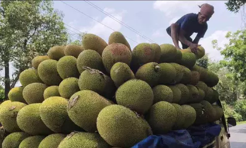 ഇതര സംസ്ഥാനങ്ങളിൽ വൻ ഡിമാൻഡ്, ഇടിയൻ ചക്ക വൻതോതിൽ കേരളം വിടുന്നു