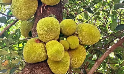 അഭിമാന ഉൽപന്നമായി ചക്കയെ പ്രഖ്യാപിച്ചിട്ടും; നടപടികളില്ലാതെ നാലുവർഷം അഭിമാന ഉൽപന്നമായി ചക്കയെ പ്രഖ്യാപിച്ചിട്ടും; നടപടികളില്ലാതെ നാലുവർഷം