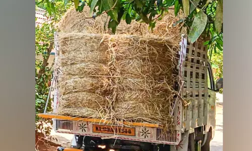 വൈക്കോലിന് ഡിമാന്റ്; കർഷകർക്ക് ആശ്വാസം വൈക്കോലിന് ഡിമാന്റ്; കർഷകർക്ക് ആശ്വാസം