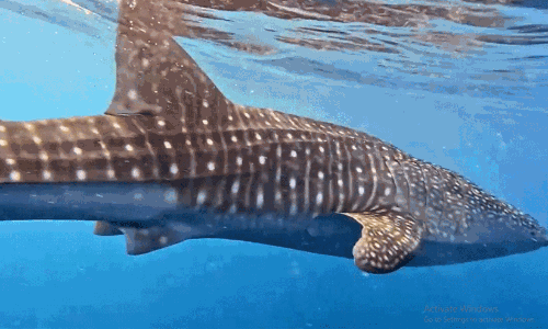 ചെങ്കടലിലെ വിസ്മയ കാഴ്ച; ബ്ലൂ ഹോൾസ് സംരക്ഷിത മേഖലയിൽ തിമിംഗല സ്രാവിനെ കണ്ടെത്തി ചെങ്കടലിലെ വിസ്മയ കാഴ്ച; ബ്ലൂ ഹോൾസ് സംരക്ഷിത മേഖലയിൽ തിമിംഗല സ്രാവിനെ കണ്ടെത്തി