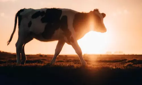 വേനലാണ്, വളര്‍ത്തുമൃഗങ്ങളെ കാക്കണം