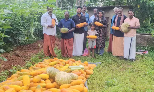 വിഷുവിന് പച്ചക്കറികൃഷിയിൽ പൊന്നുവിളയിച്ച് നാരായണനും സുരേഷും
