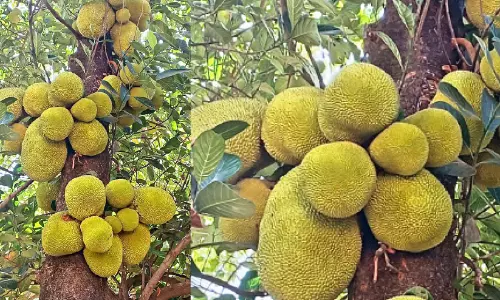 അ​ഭി​മാ​ന ഉ​ൽ​പ​ന്ന​മാ​യി ച​ക്ക​യെ പ്ര​ഖ്യാ​പി​ച്ചി​ട്ടും നടപടികളില്ലാതെ നാലുവർഷം