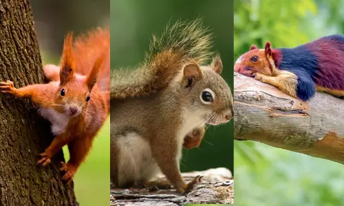 ചുവപ്പനും ചാരനും റെയിൻബോയും! അണ്ണാൻ ലോകത്തെ വൈവിധ്യങ്ങൾ; കൂട്ടത്തിൽ വില്ലൻ ആര്?