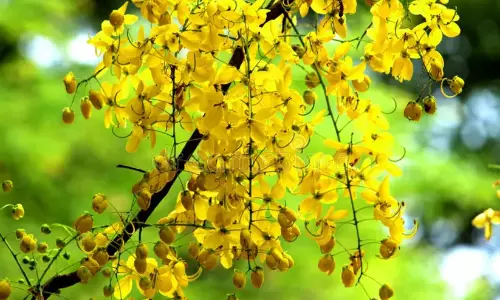 മണ്ണിലിറങ്ങാത്ത മലയാളിയുടെ വിഷു ആഘോഷം