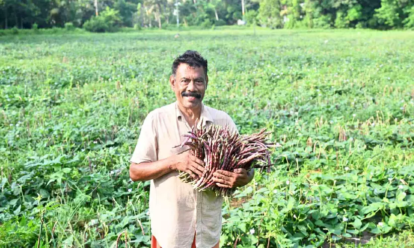 ശിവദാസന്റെ പൊട്ടുകക്കിരി പാടത്തെ വിഷുക്കാഴ്ചയായി പയർ വിപ്ലവം ശിവദാസന്റെ പൊട്ടുകക്കിരി പാടത്തെ വിഷുക്കാഴ്ചയായി പയർ വിപ്ലവം