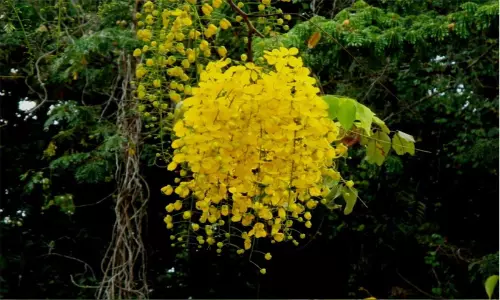 നാടും നഗരവും വിഷു ആഘോഷത്തിൽ