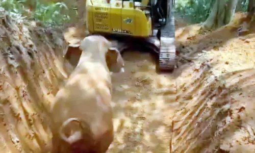 പൊട്ടക്കിണറ്റിൽ വീണ ആനയെ കിടങ്ങ് കീറി പുറത്തെത്തിച്ചു