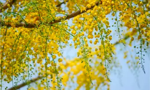 നാടോർമകളിൽ പ്രവാസി മലയാളികൾക്ക് ഇന്ന് വിഷു