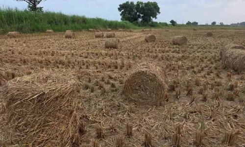 മഴയിൽ കു​തി​ർ​ന്ന് വ​യ്ക്കോ​ൽ പാ​ടം