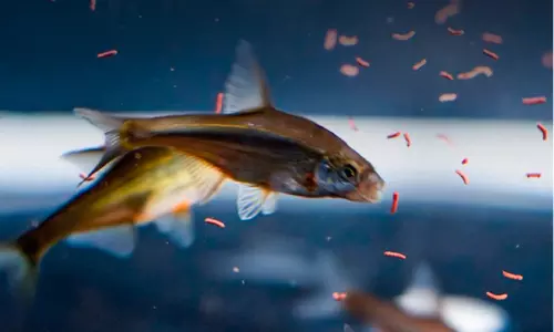 സൗദിയിൽ ശുദ്ധജല മത്സ്യ സംരക്ഷണത്തിന് വൻ പദ്ധതി