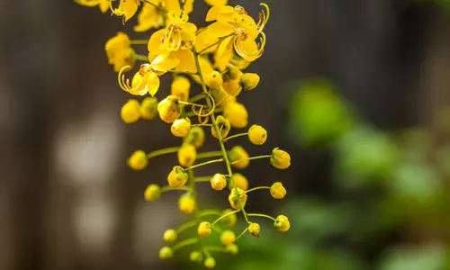 പ്രതീക്ഷകളുടെ പൊൻകണി