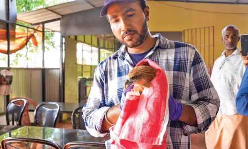 പരുന്തിനെ വളർത്തി; റസ്റ്റാറന്റ്  ഉടമക്കെതിരെ കേസ്