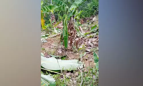 കുളത്തുമണ്ണിൽ കാട്ടാനക്കൂട്ടം കൃഷി നശിപ്പിച്ചു