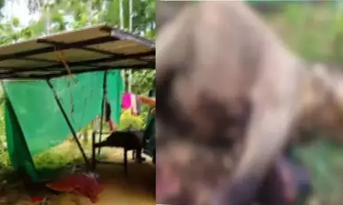 ഇരുമ്പ് തൂൺ ​​നെഞ്ചിൽ കയറി ആന ചരിഞ്ഞു