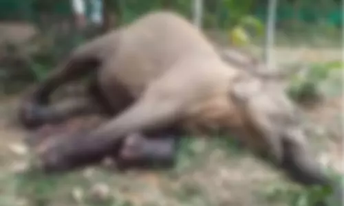 കാ​ർ പോ​ർ​ച്ച് ത​ക​ർ​ക്കു​ന്ന​തി​നി​ടെ ക​മ്പി തു​ള​ച്ചു​ക​യ​റി കാ​ട്ടാ​ന ചെരി​ഞ്ഞു