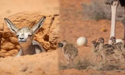 സൗ​ദി റോ​യ​ൽ റി​സ​ർ​വു​ക​ളി​ൽ വ​ന്യ​ജീ​വി വ​സ​ന്തം; ഈ വർഷം ജനിച്ചത് 145ലധികം കുഞ്ഞുങ്ങൾ