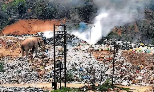 രക്ഷാ ദൗത്യത്തിനിടെ പടയപ്പയെത്തി: ആർ.ആർ.ടി സംഘമെത്തി കാട്ടിലേക്ക് തുരത്തി