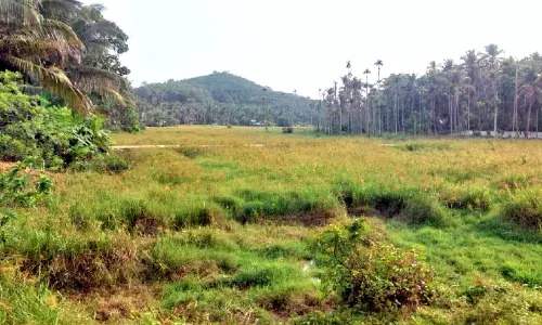 കത്രിക പുല്ല് നിറഞ്ഞ് കൂത്താളി, ചങ്ങരോത്ത് പാടശേഖരങ്ങൾ നശിക്കുന്നു