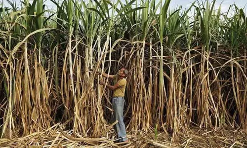 ക​രി​മ്പ് ക​ര്‍ഷ​ക​രു​ടെ പ്ര​തി​ഷേ​ധം ഇന്ന്; ഡെ​പ്യൂ​ട്ടി ക​മീ​ഷ​ണ​റു​ടെ ഓ​ഫി​സി​ന് സ​മീ​പം പ്ര​തി​ഷേ​ധ പ്ര​ക​ട​നം ന​ട​ത്തും