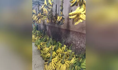 ക​ന​ത്ത വി​ല​യി​ടി​വ്; നേ​ന്ത്ര​വാ​ഴ കൃ​ഷി​ക്കാ​ര്‍ പ്ര​തി​സ​ന്ധി​യി​ല്‍