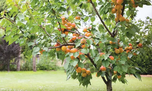 ആപ്രിക്കോട്ട് വിളവെടുപ്പിനൊരുങ്ങി വകാൻ