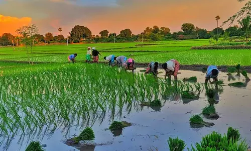 അരൂരിൽ വ്യാപകമായി കൃഷിയിടങ്ങൾ നികത്തുന്നു; റ​വ​ന്യൂ ജീ​വ​ന​ക്കാ​ർ തെ​ര​ഞ്ഞെ​ടു​പ്പ് ജോ​ലി​ക​ളി​ൽ മു​ഴു​കി​യി​രി​ക്കെ​യാ​ണ് നീക്കം