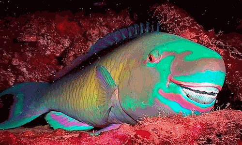 കടൽ സംരക്ഷകരായി അൽ-ഖിൻ: ഖത്തറിൽ പാരറ്റ് ഫിഷുകളുടെ സാന്നിധ്യം