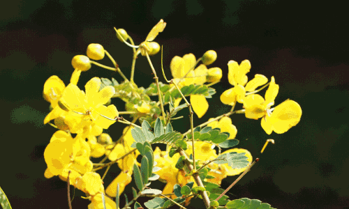 ആവാരംപൂ