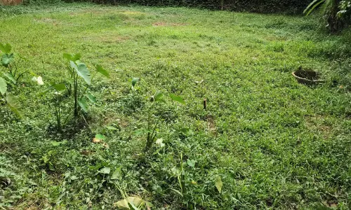 വേനൽ കത്തുന്നു; അതിര്‍ത്തിപ്രദേശങ്ങളില്‍ കൃഷിയുപേക്ഷിച്ച് കര്‍ഷകര്‍