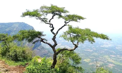 അ​പ​ക​ടം പ​തി​യി​രി​ക്കു​ന്ന നെ​ല്ലി​യാ​മ്പ​തി