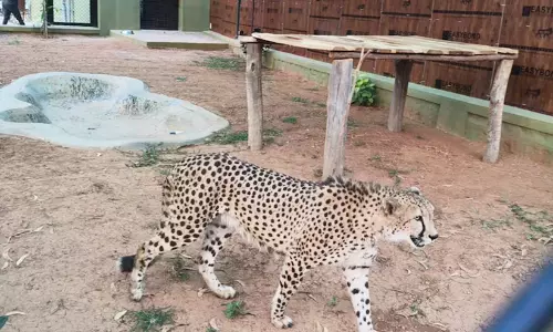 Cheetah