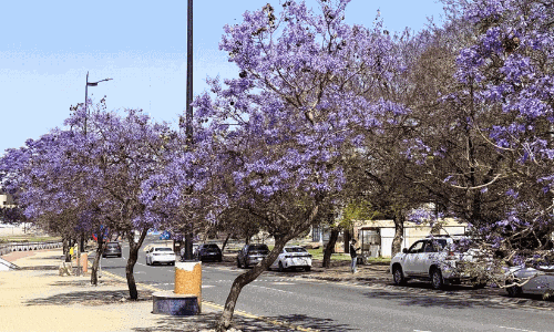 വയലറ്റിൽ സുന്ദരിയായി അബഹ; അസീർ മലനിരകളിൽ ജക്രാന്ത വസന്തം