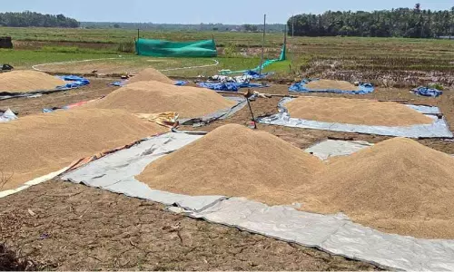 നെല്ല് സംഭരണം വേഗത്തിലാക്കണമെന്ന് കോൾ കർഷകർ