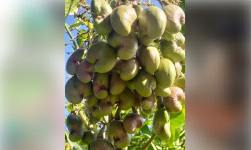 പ്രതികൂല കാലാവസ്ഥയിലും നൂറുമേനിയിൽ കാഷ്യു കിങ്