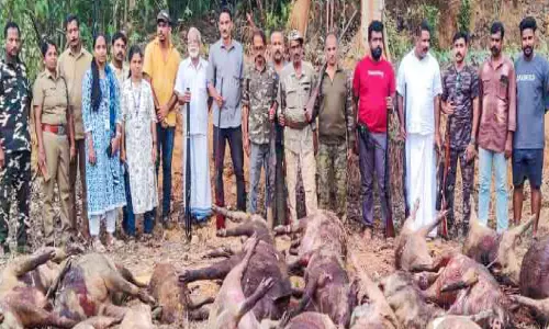 ഒ​റ്റ​പ്പാ​ലം ന​ഗ​ര​സ​ഭ പ്ര​ദേ​ശ​ത്ത് 44 കാ​ട്ടു പ​ന്നി​ക​ളെ കൊ​ന്നു