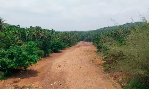 ബ​ദി​യ​ടു​ക്ക കൃ​ഷി​യി​ട​ങ്ങ​ളി​ൽ വെ​ള്ള​മി​ല്ല; ക​ർ​ഷ​ക​ർ ദു​രി​ത​ത്തി​ൽ