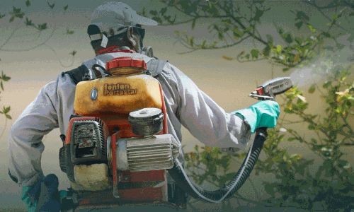 മസ്‌കത്തിൽ ഈച്ച-കൊതുക് നിയന്ത്രണത്തിന് കാമ്പയിനുമായി മുനിസിപ്പാലിറ്റി